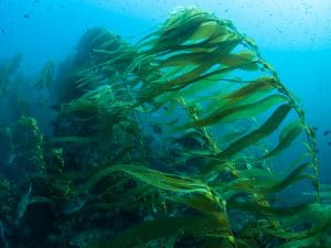 NAMIBIA: Kelp Blue to develop a giant kelp farm on the country's coasts ©Ethan Daniels/Shutterstock