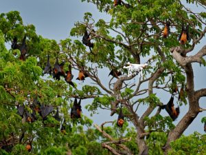 SENEGAL: The State is studying the drone trail for the security of its national parks©©Ondrej Prosicky/Shutterstock