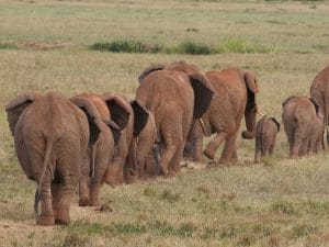 AFRIQUE : la migration comme solution à la surpopulation des éléphants du Botswana ?©Steffen Foerster/Shutterstock