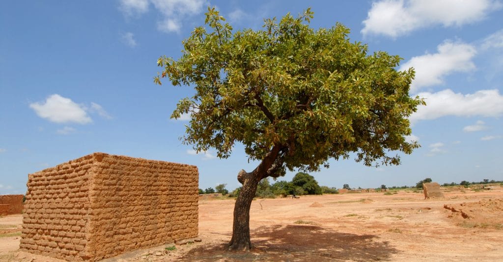 MALI : le gouvernement renforce le parc à karité avec 8 400 plants supplémentaires©africa924/Shutterstock