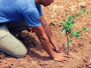 SENEGAL: Dangote Cement rehabilitates the Ngomène mining site and plants 5,000 trees©Thep Photos/Shutterstock