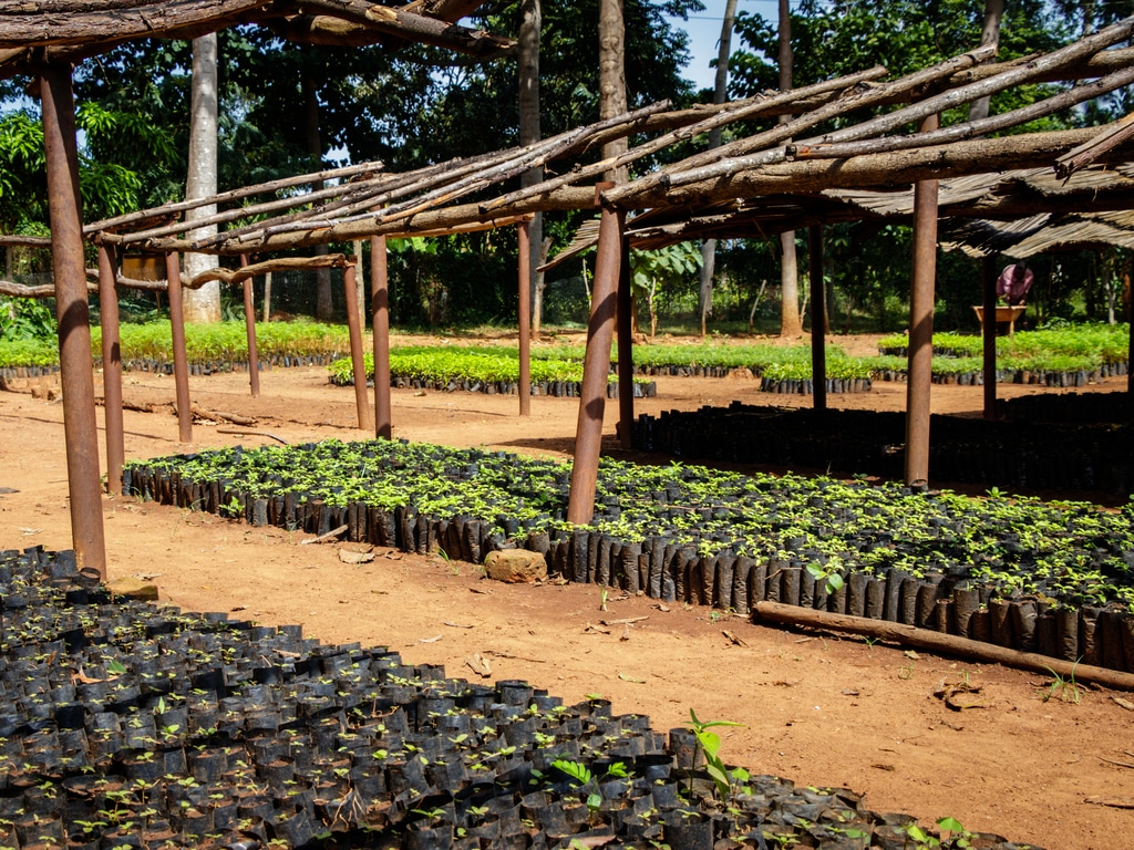 AFRIQUE DU SUD : le gouvernement finance 13 projets verts portés par des jeunes ©Dennis Wegewijs/Shutterstock