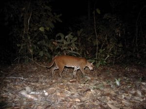 GABON: "Mbaza AI" software to improve the conservation of the Lopé Park ©Appsilon