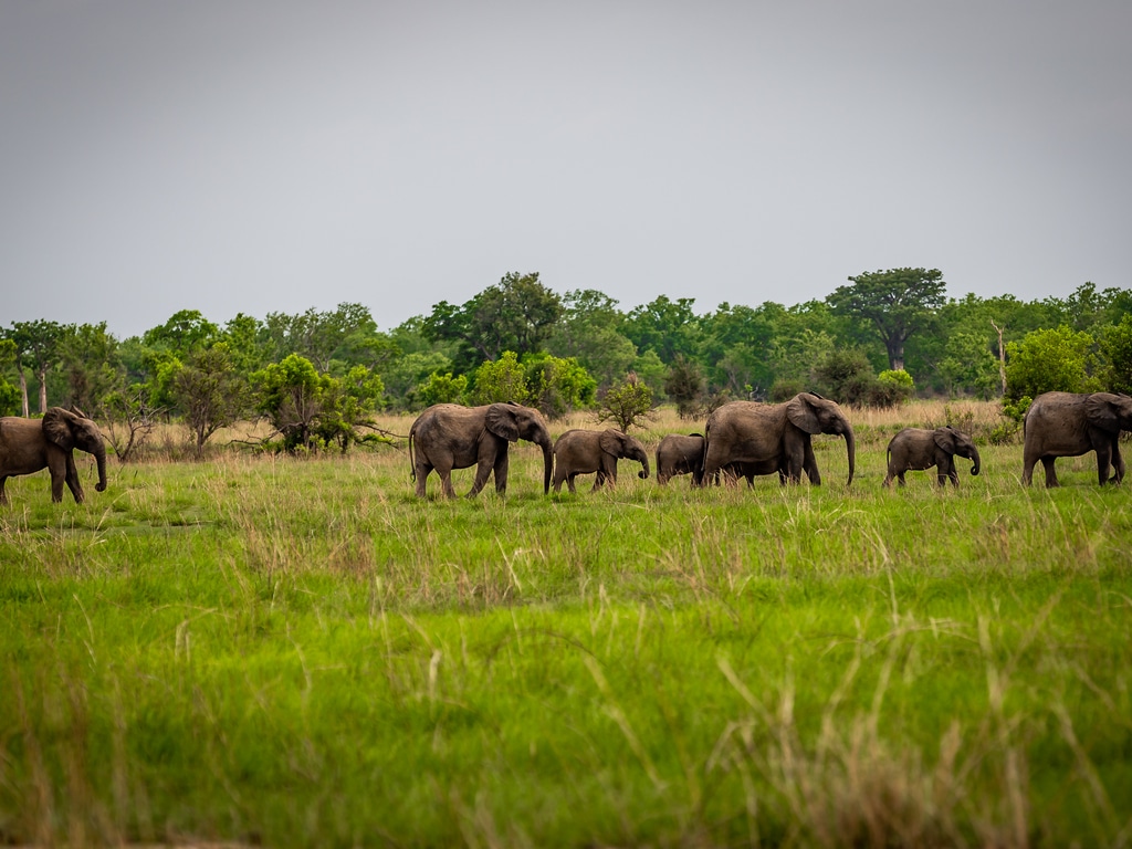 BENIN: satellite collars to protect wildlife in Pendjari and W parks©Gilles COMLANVI/Shutterstock