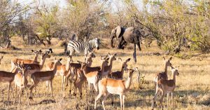 SOUTH AFRICA: the government approves 2 documents to preserve biodiversity©Paolo De Gasperis/Shutterstock