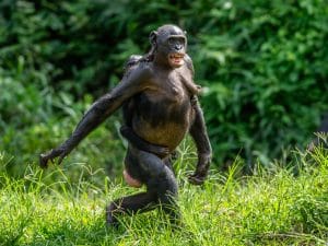 CONGO: $14 million from the USAID to develop ecotourism in the Nouabalé-Ndoki park©Sergey Uryadnikov/Shutterstock