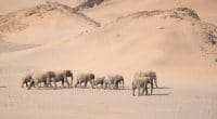 NAMIBIA: Government to sell 200 drought-threatened elephants ©The Nomadic People/Shutterstock