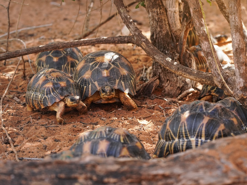 MADAGASCAR: USAID funds TSA for turtle protection©Lubo Ivanko/Shutterstock