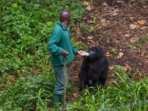 RDC : le GWC et l’UE vont investir 4 M€ pour préserver le parc national des Virunga©LMspencer/Shutterstock