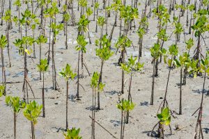 COTE D’IVOIRE : l’État lance le projet Folab pour restaurer les paysages forestiers©Sonthaya/Shutterstock