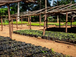 MALAWI: Government plans to plant more than 60 million trees in 4 months ©Dennis Wegewijs/Shutterstock