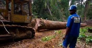 BASSIN DU CONGO : le Pulitzer Center lance un réseau d’enquêteurs sur les forêts©TOWANDA1961/Shutterstock