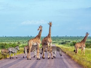 SOUTH AFRICA: Peace Parks will participate in the "2020 Beyond Sport Global Awards" © PACO COMO/Shutterstock: