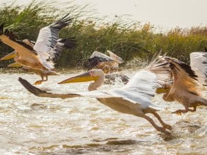 SENEGAL: Government closes Djoudj Park after 750 pelicans die©Anze Furlan/Shutterstock