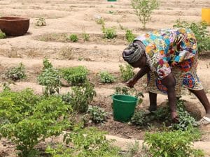 SÉNÉGAL : le projet FAR pour la résilience des femmes au changement climatique©BOULENGER Xavier/Shutterstock