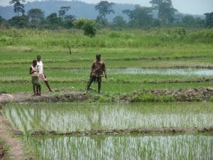 ZIMBABWE: State to resettle 180 farmers on irrigable land©BOULENGER Xavier/Shutterstock