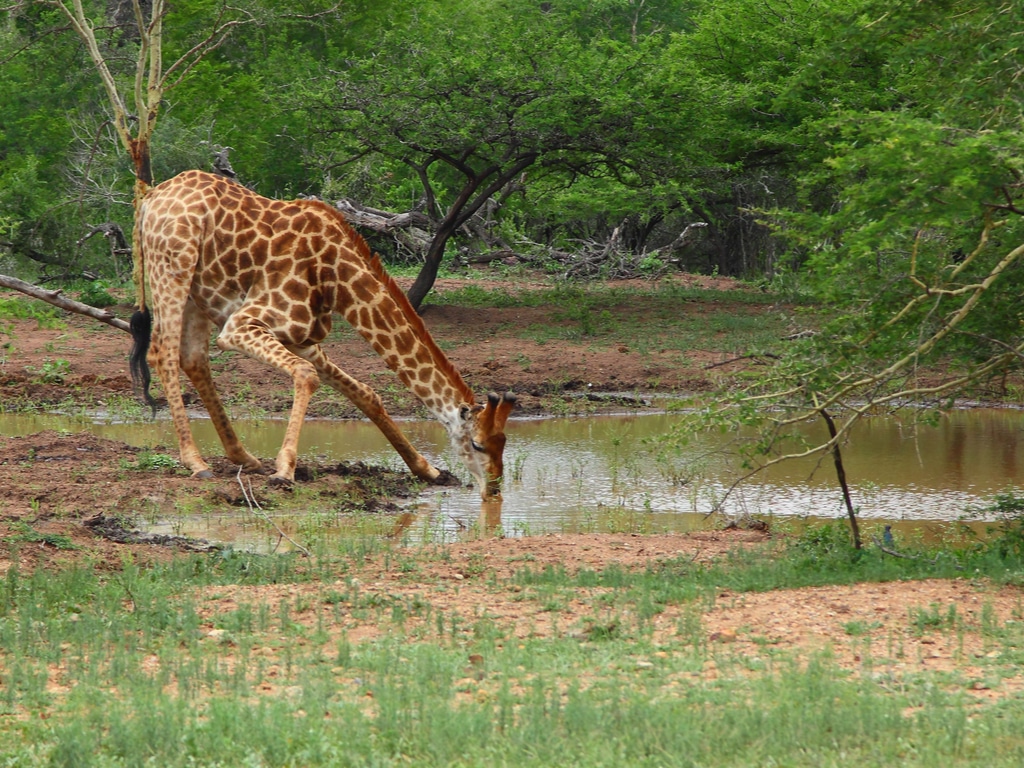 AFRIQUE : un milliard d’euros de l’AFD pour la préservation de la biodiversité©Gergo Nagy/Shutterstock