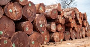 CAMEROON: Timber trafficking with Vietnam threatens biodiversity and the economy©Ayotography/Shutterstock