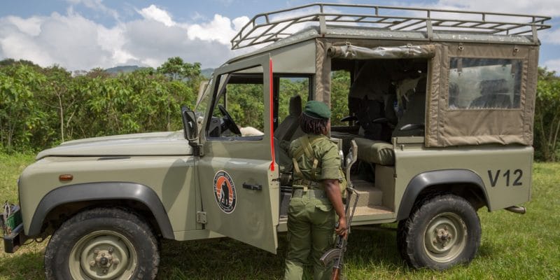 DRC: the murder of 6 rangers raises the question of security in Virunga