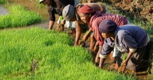 AFRIQUE : une charte sur l’agroécologie voit le jour ©Pierre Jean Durieu/Shutterstock