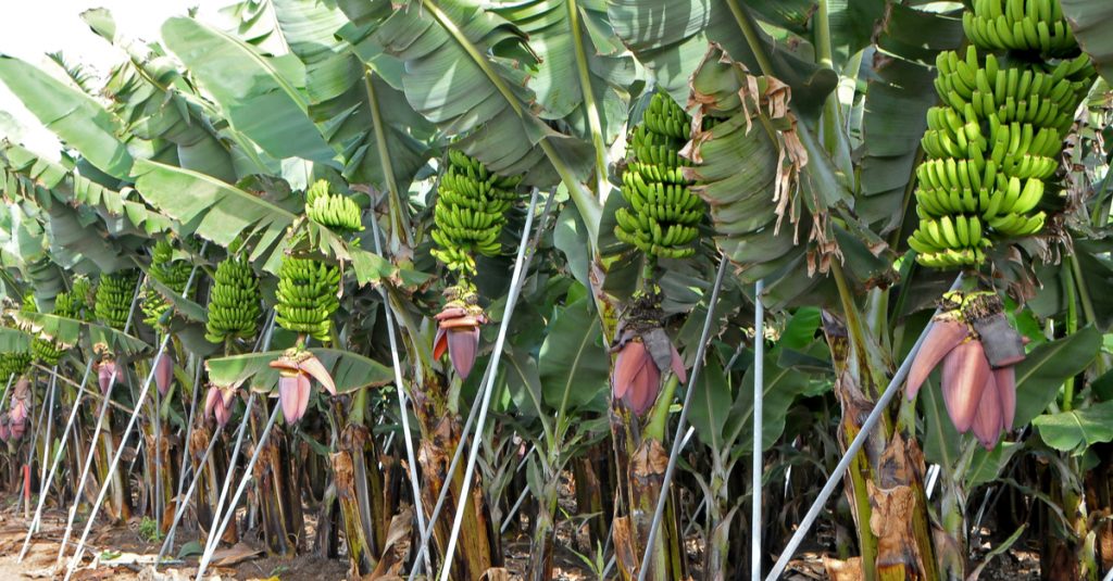 AFRICA: Afruibana promotes sustainable agriculture and integrates IAM Africa©Salvador Aznar/Shutterstock