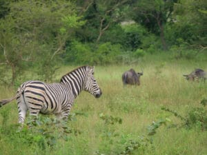 TOGO: UNDP funds eight CSOs for environmental conservation ©Travel Telly/Shutterstock