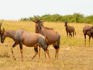 EAST AFRICA: WCS to preserve the biodiversity of Boma-Gambella with €4.4 million©The Budikins/Shutterstock