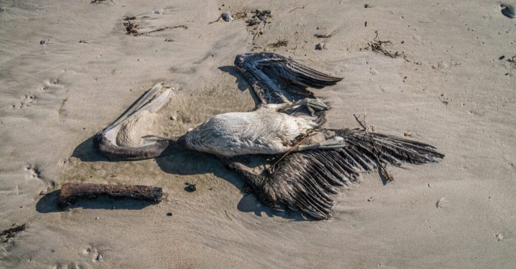 MAURITANIE : la grippe aviaire tue près de 267 pélicans au parc national de Diawling ©Heidi Besen/Shutterstock