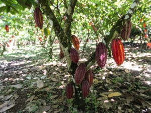 IVORY COAST: AfDB's ABM for climate resilience of cocoa farmers©©Jen Watson/Shutterstock/Shutterstock