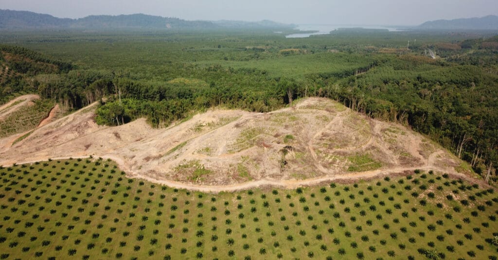 COTE D’IVOIRE : Sifca et Satelligence s’allient pour l’objectif « zéro déforestation »©Rich Carey/Shutterstock