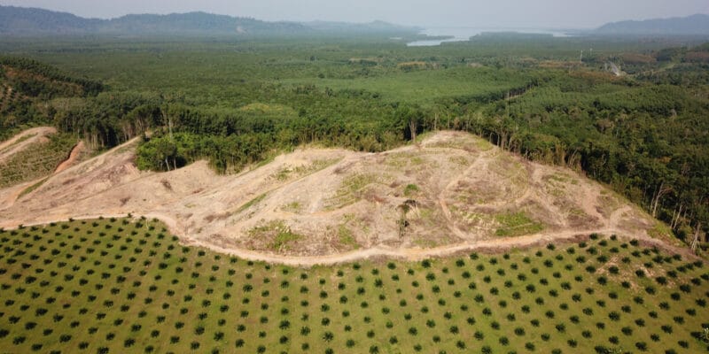 COTE D’IVOIRE : Sifca et Satelligence s’allient pour l’objectif « zéro déforestation »©Rich Carey/Shutterstock