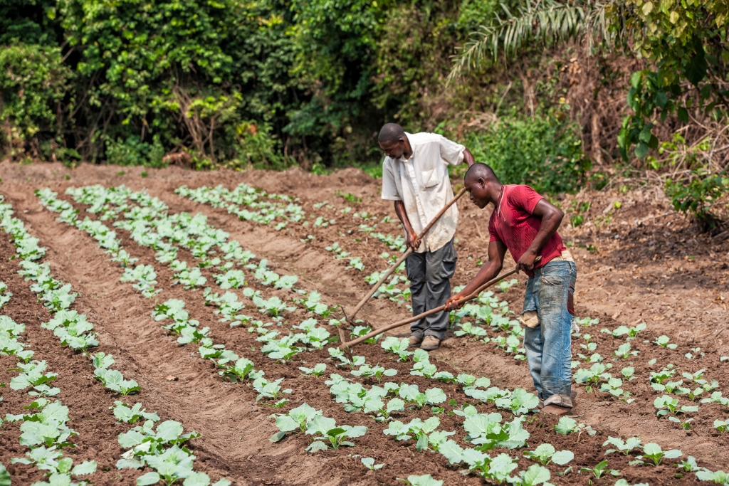 AFRICA: IFAD and IsDB finance climate change adaptation in rural areas © Andre Silva Pinto/Shutterstock