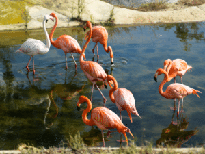 TUNISIE : l’aménagement de la lagune de Sijoumi divise©MariaKovaleva/Shutterstock