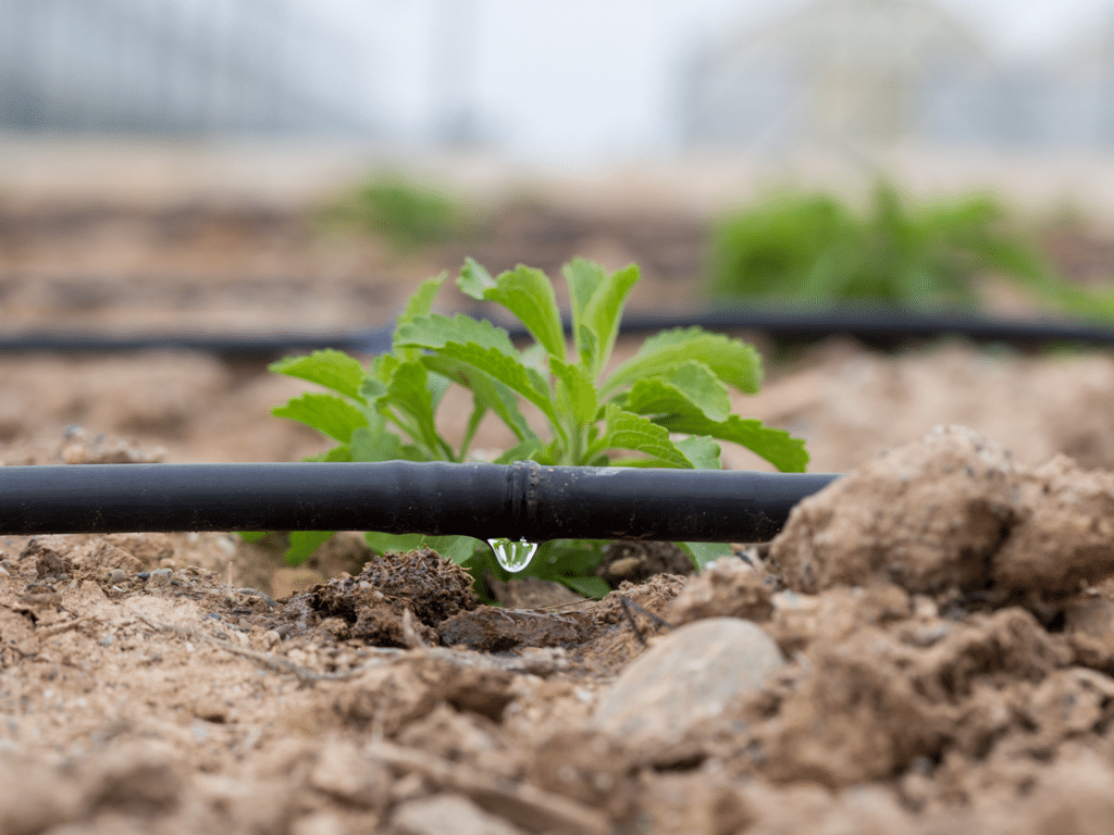 MOROCCO: Amethis to invest in irrigation systems provider Magriser ©AJCespedes/Shutterstock