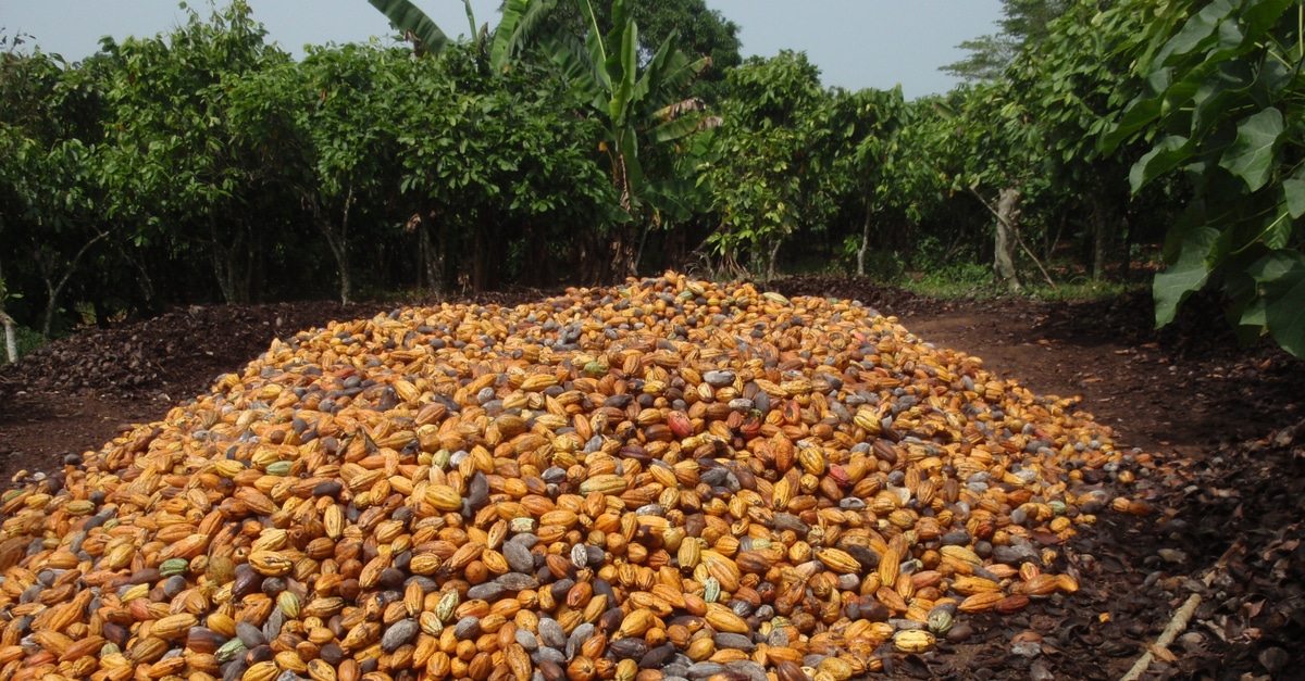 WEST AFRICA How does the Nestlé Cocoa Plan measure up on deforestation