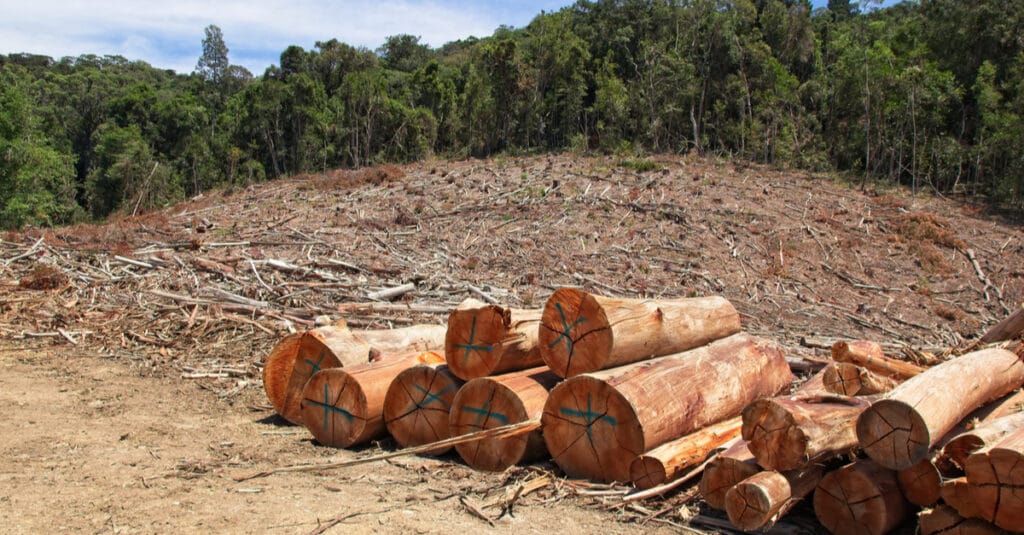 GAMBIA: Civil society wants to be involved in forest monitoring ©MD_Photography/Shutterstock