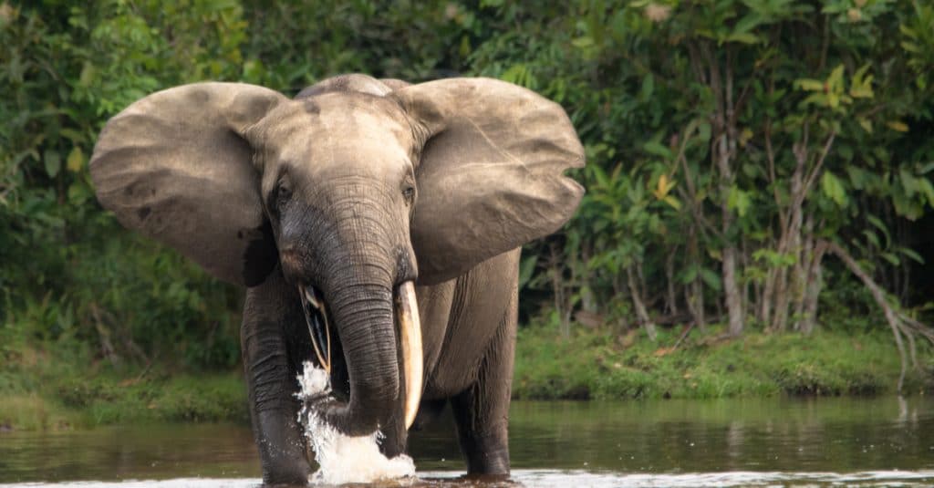 Biodiversité en Afrique : 10 chiffres, 10 enjeux© Michal Varga/Shutterstock