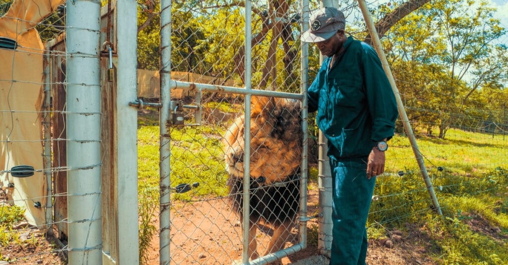 SOUTH AFRICA: Government to ban captive breeding of lions ©schusterbauer.com/Shutterstock