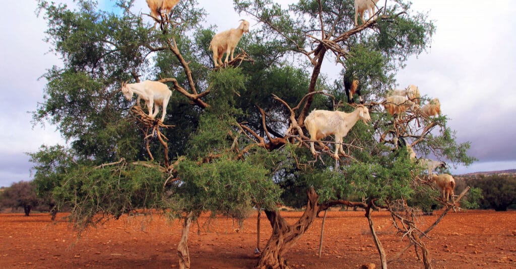 MAROC : l’ONU célèbre l’arganier pour son apport sur la biodiversité et le climat©Nadiia Zamedianska/Shutterstock