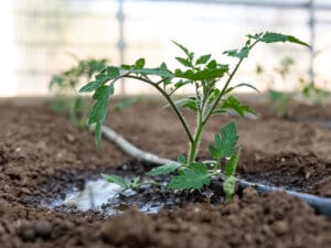 ÉGYPTE : le Caire renforce les restrictions sur l’utilisation de l’eau d’irrigation©Arnaoutis Christos/Shutterstock