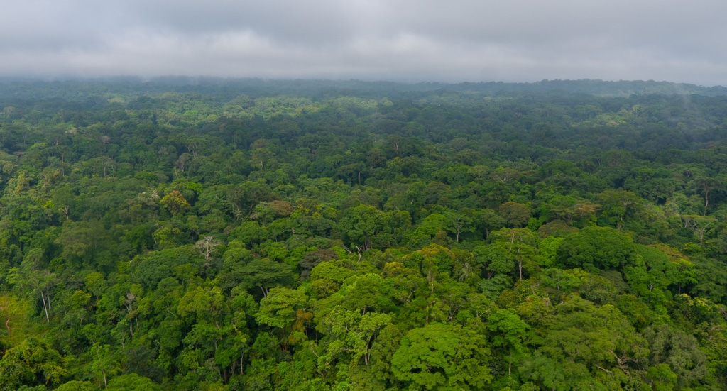 GABON : modèle en matière de préservation de la forêt, Libreville reçoit 17 M$ du Cafi © Cafi