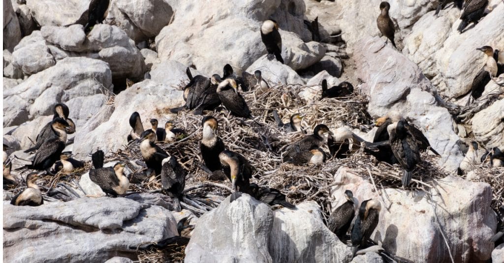 AFRIQUE DU SUD : les oiseaux cormorans, poussés à l’extinction par la surpêche©Andreas Wolochow/Shutterstock