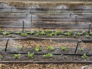 ETHIOPIA: KRCC finances the irrigation of 5,000 hectares of farmland in Oromia©Peter Titmuss/Shutterstock