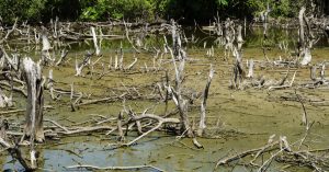 GABON: the worrying degradation of mangrove ecosystems in Port-Gentil©Mr.Black/Shutterstock