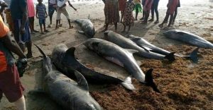 SENEGAL: Mystery hovers over the death of dolphins and turtles in the north of the country©SOS NaturE Sénégal/Shutterstock