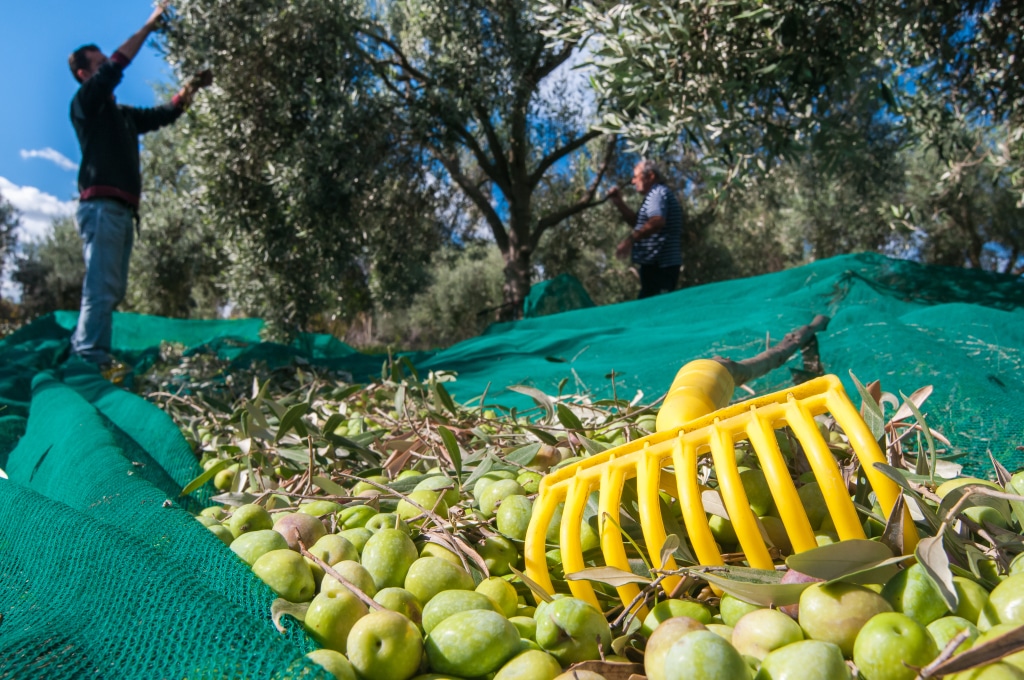 TUNISIA: IFC supports CHO for an ecological production of olive oil© Marco Ossino/Shutterstock