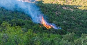 ALGÉRIE: les incendies d’origine criminelle ravagent le couvert végétal©MohamedHaddad/Shutterstock