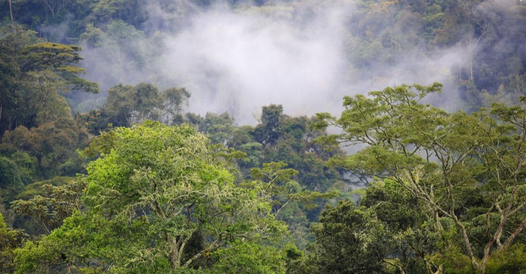 AFRICA: AFD and FGEF co-finance the second phase of Combo+ for biodiversity ©JordiStock/Shutterstock