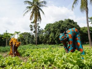 GAMBIA: Kanifing to convert organic waste into fertiliser and biomass©Riccardo Mayer/Shutterstock