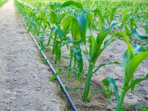 NIGERIA: FAO focuses on water-saving drip irrigation©chak-studio/Shutterstock